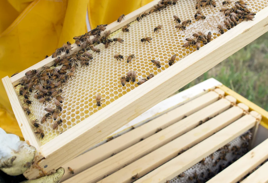 Рамки для ульев - делаем своими руками ' Пчелы '