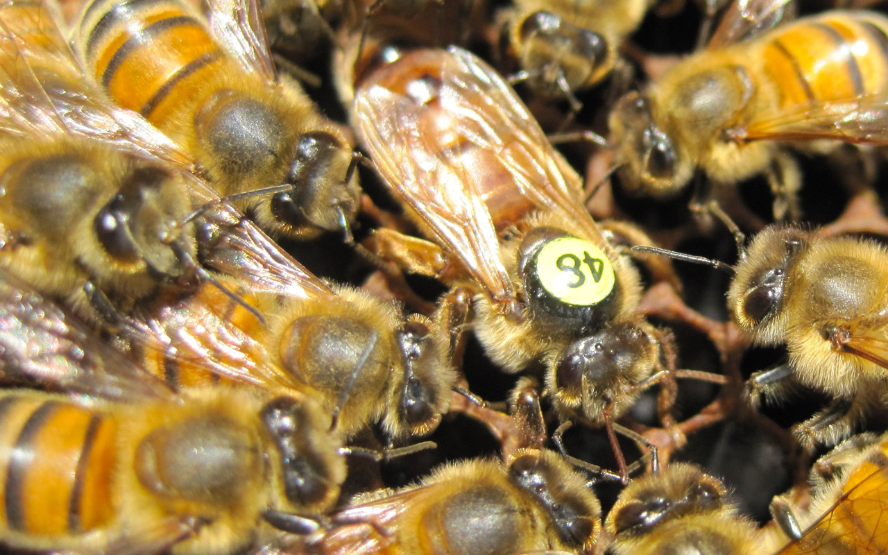 Пчелы бакфаст описание и фото