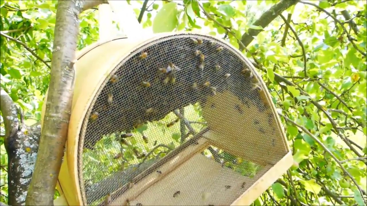 Основные предпосылки роения пчёл