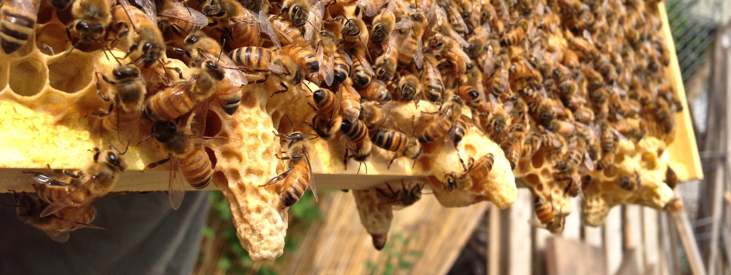 Когда роятся пчелы. Расплод у пчел маточник. Среднерусская пчела Рой. Маточники в улье. Роение пчел в улье.