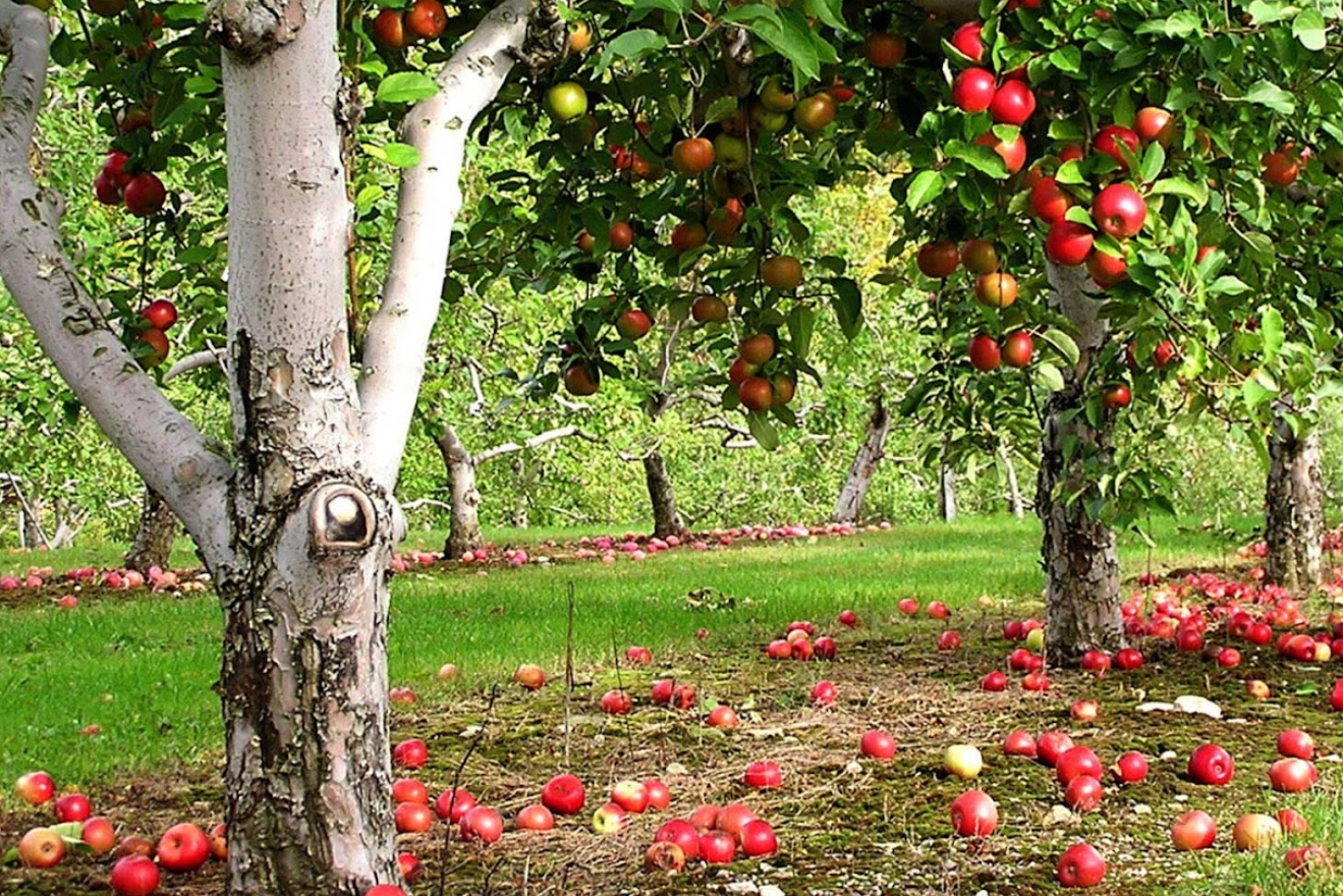 Яблоневый сад интенсивного типа