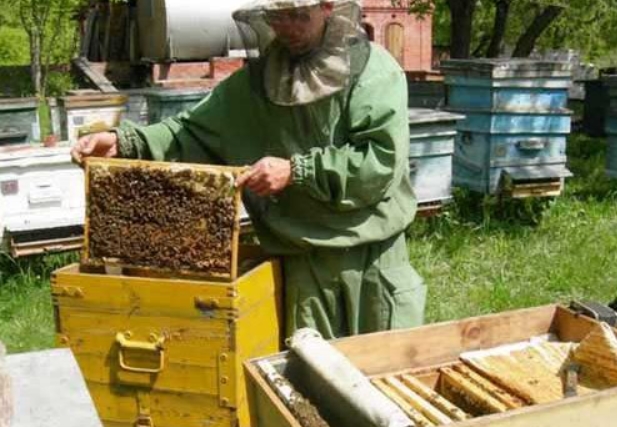 Отводок пчел простой способ. Формирование отводков пчел. Пчелопакеты. Что такое отводок в пчеловодстве. Отводки для пасеки.